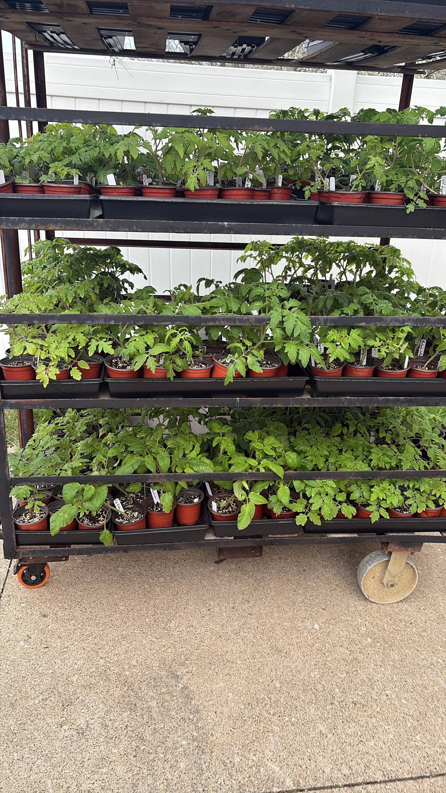 Choose Your Own Seedling