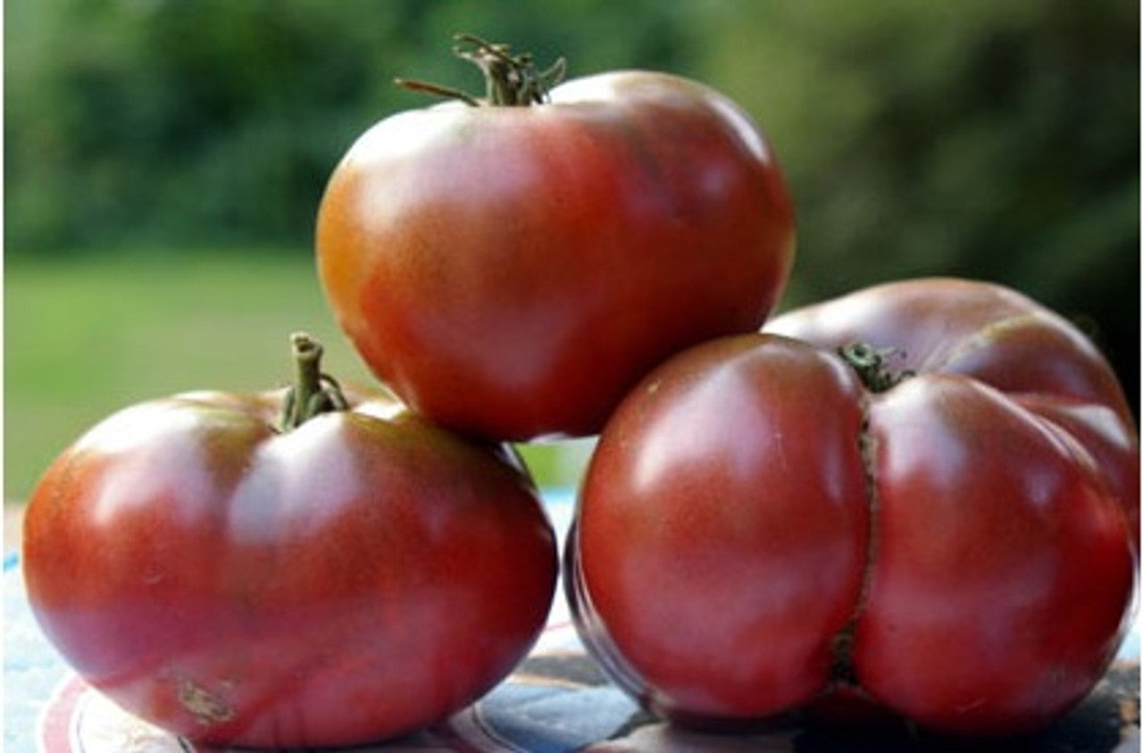 Cherokee Purple Tomato Seedling