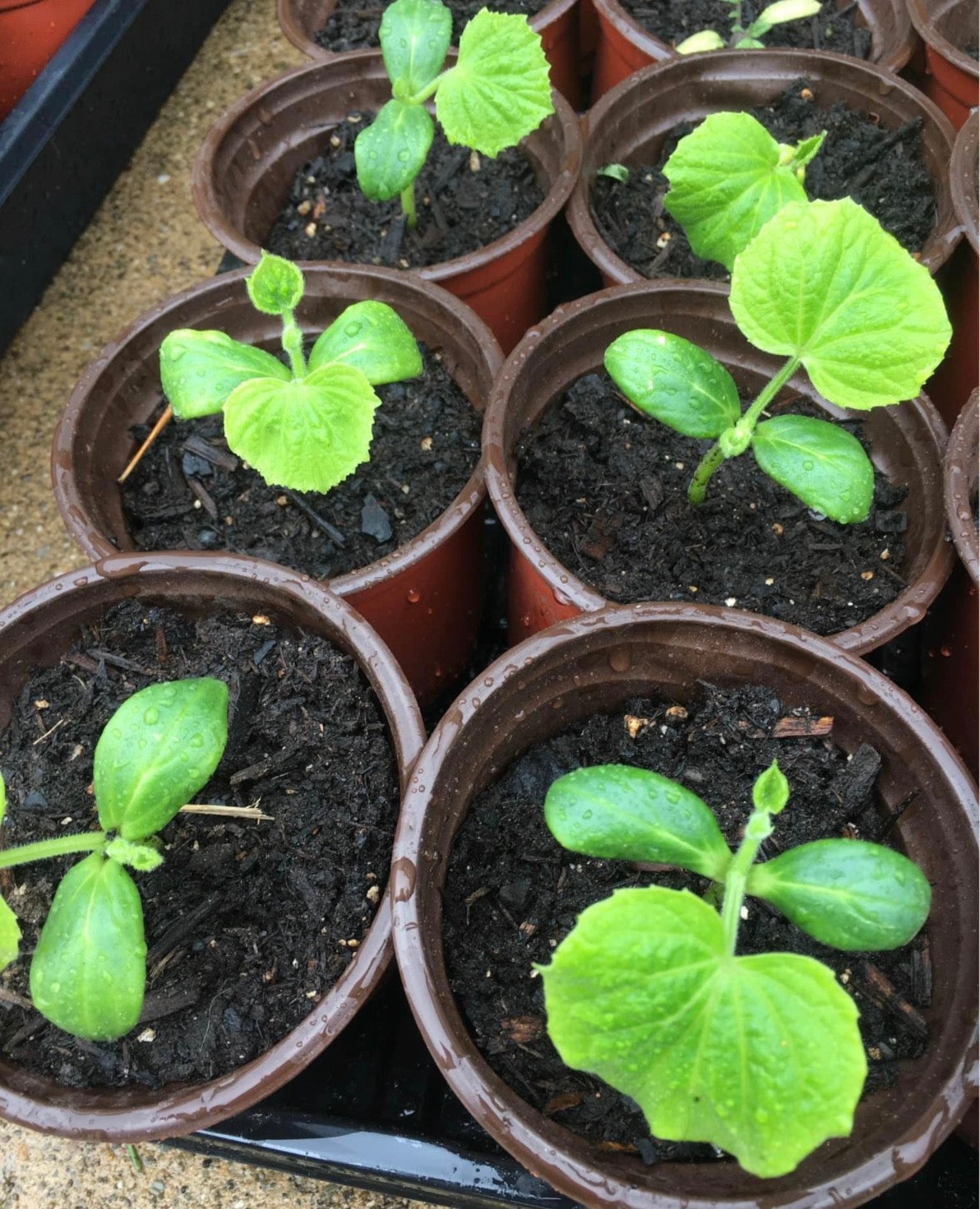 Cucumber Seedling - Homemade Pickle