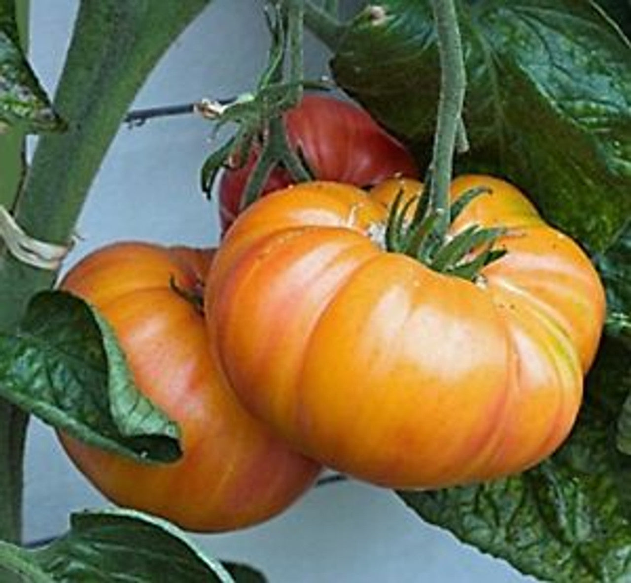 Hillbilly Tomato Seedling