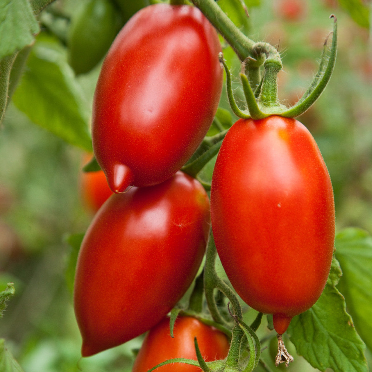 Amish Paste Tomato Seeds