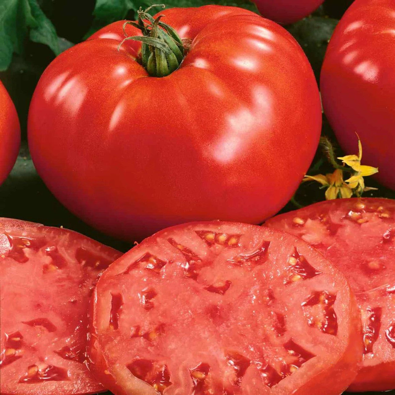 Beefsteak Tomato Seedling