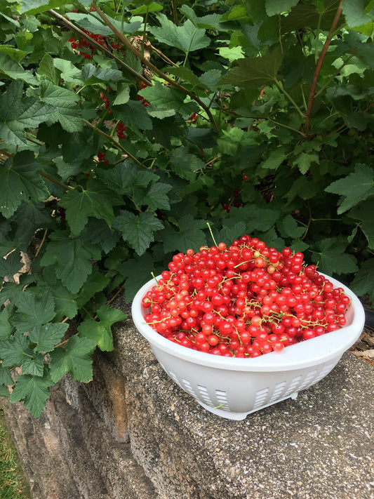 Red Currants