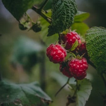 How To Care for Raspberries