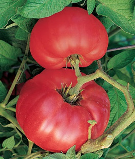 Pink Brandywine Tomato Seedling