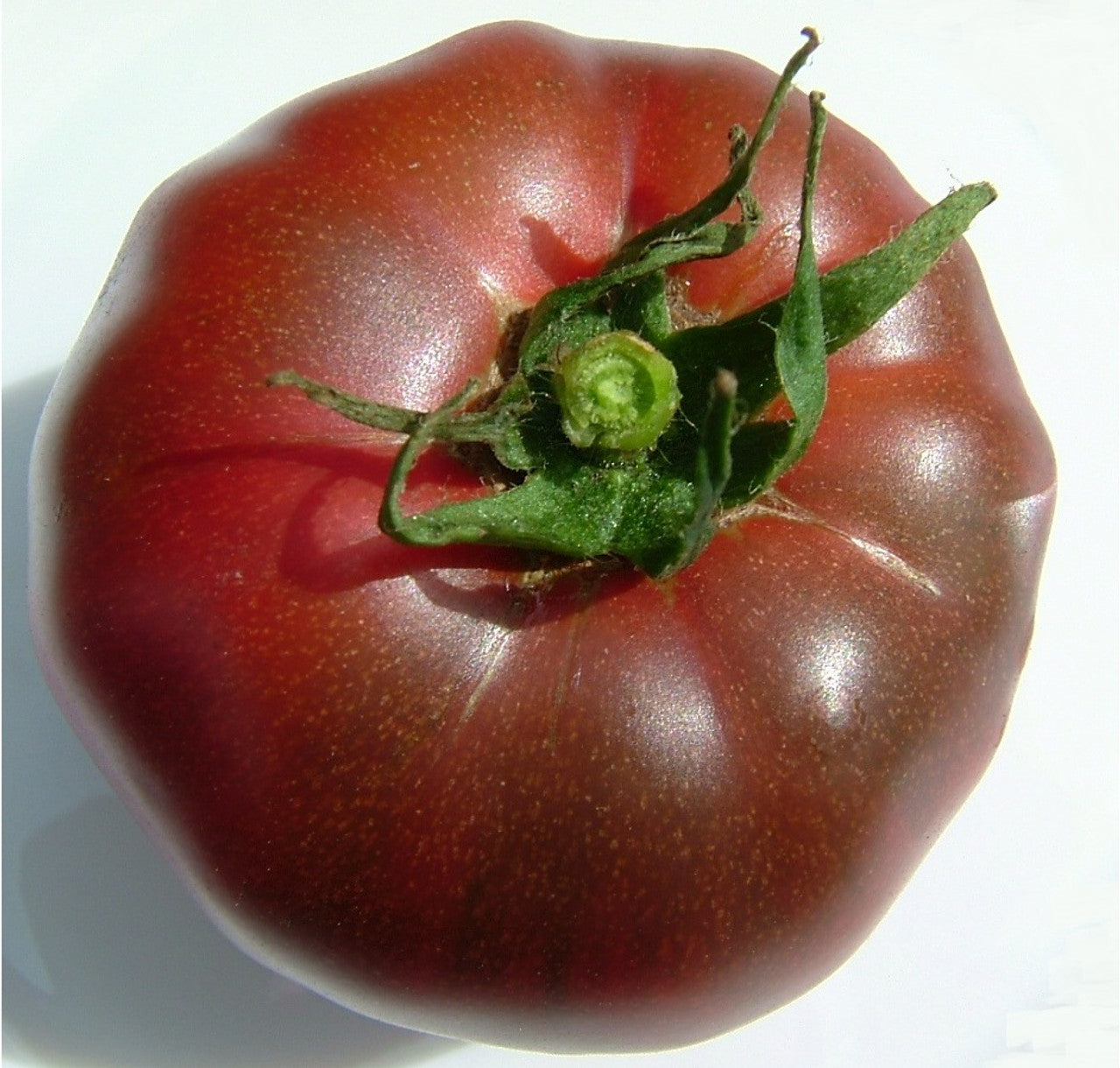 Black Krim Tomato Seedling