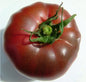 Black Krim Tomato Seedling