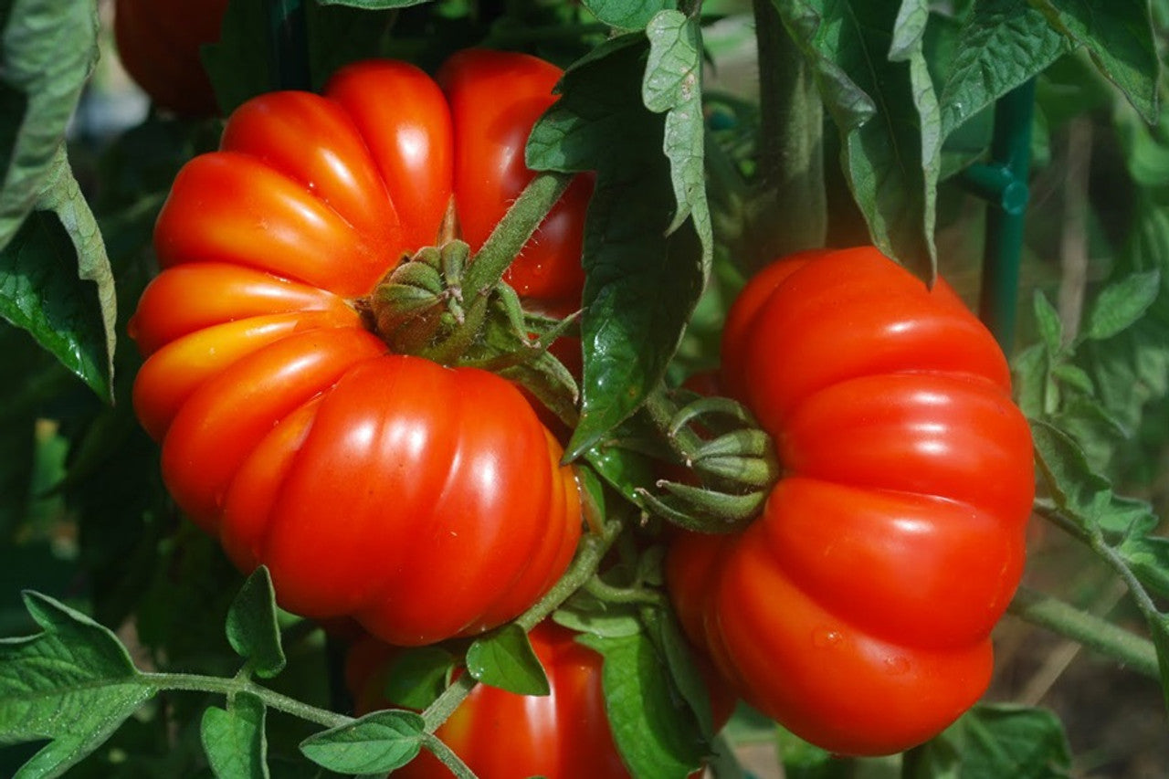Costoluto Genovese Tomato Seeds