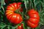Costoluto Genovese Tomato Seeds