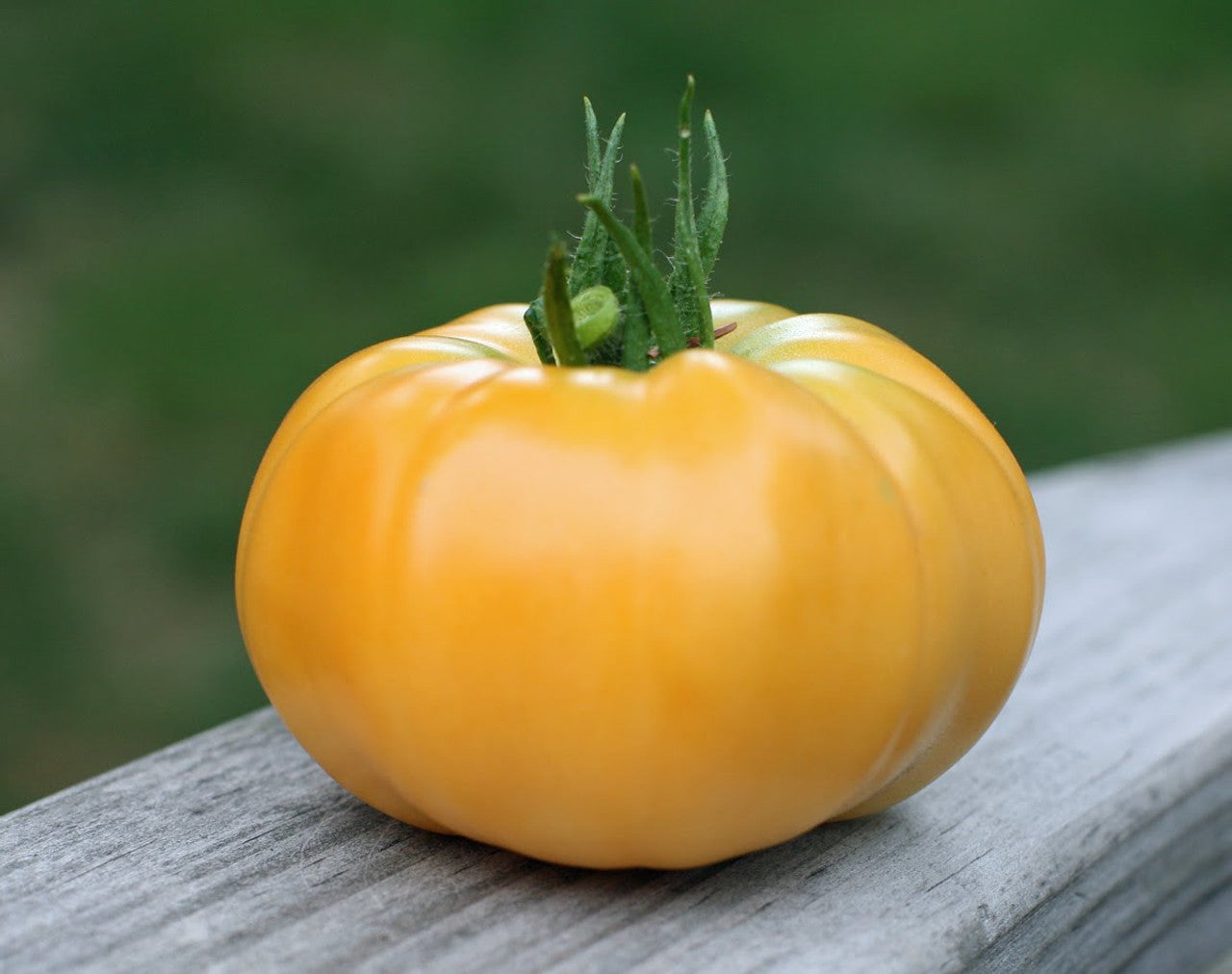 Dr. Wyche's Yellow Tomato Seedling