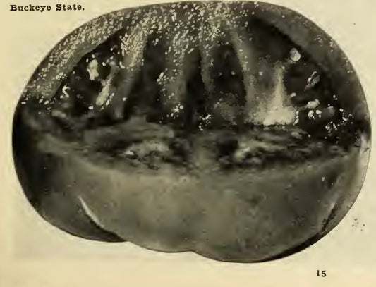 Livingston's Buckeye State Tomato Seedling