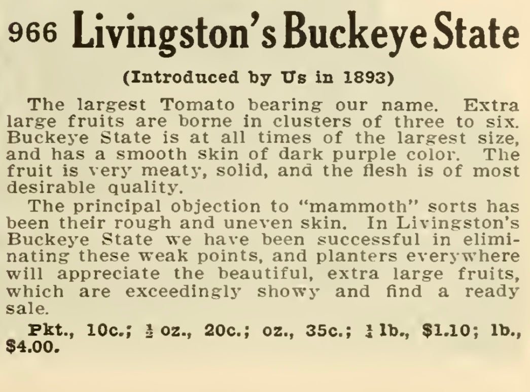 Livingston's Buckeye State Tomato Seedling
