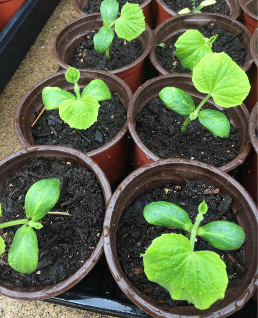 Cucumber Seedling - Homemade Pickle