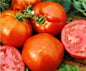 Homestead Tomato Seeds