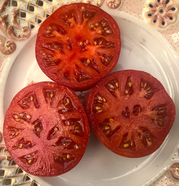 Livingston's Acme Tomato Seedling