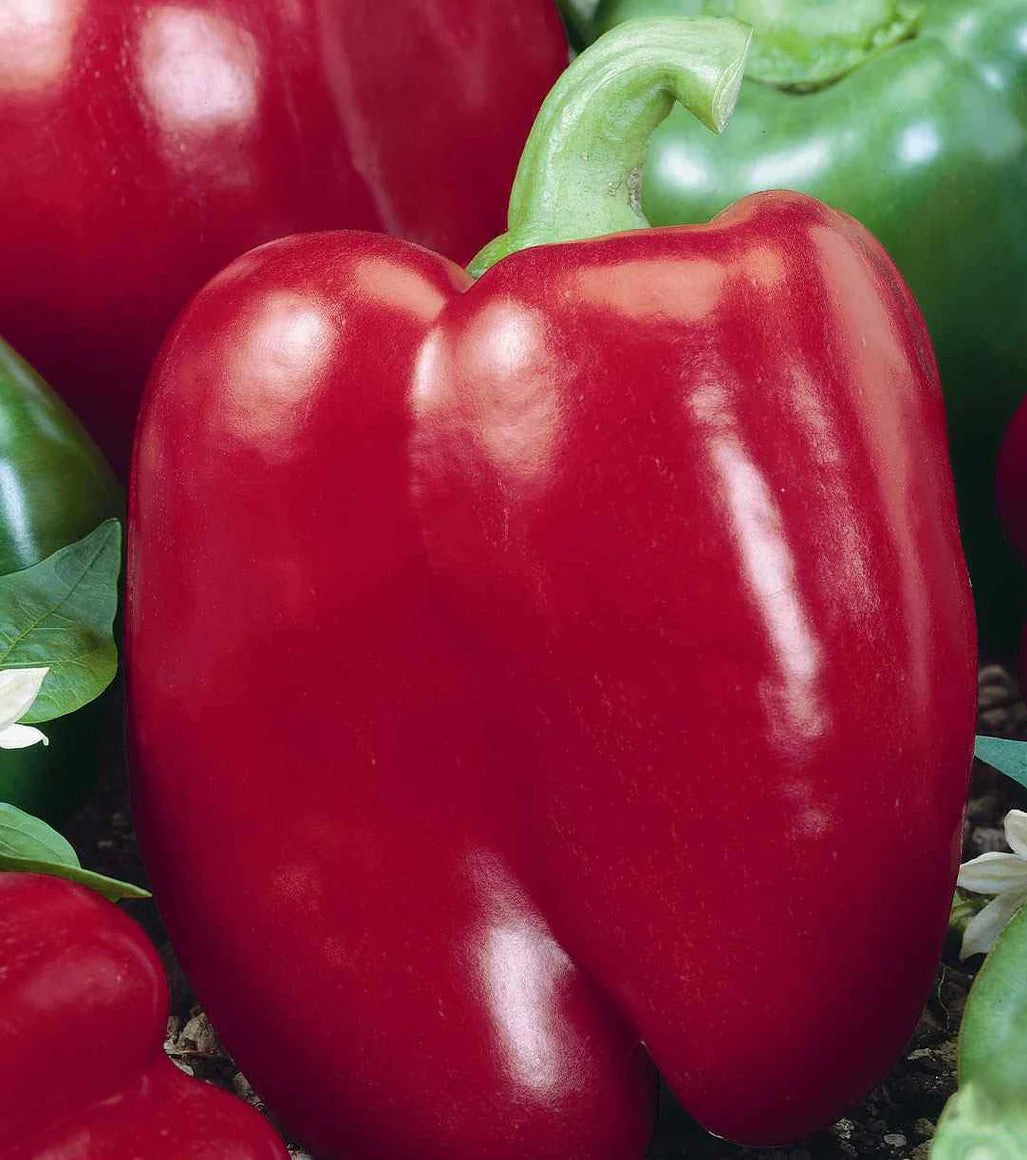 Big Red Bell Pepper Seedling