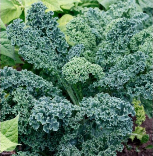 Vates Blue Scotch Kale Seedling