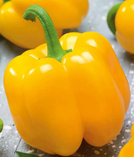 Golden Cal Wonder Bell Pepper Seedling