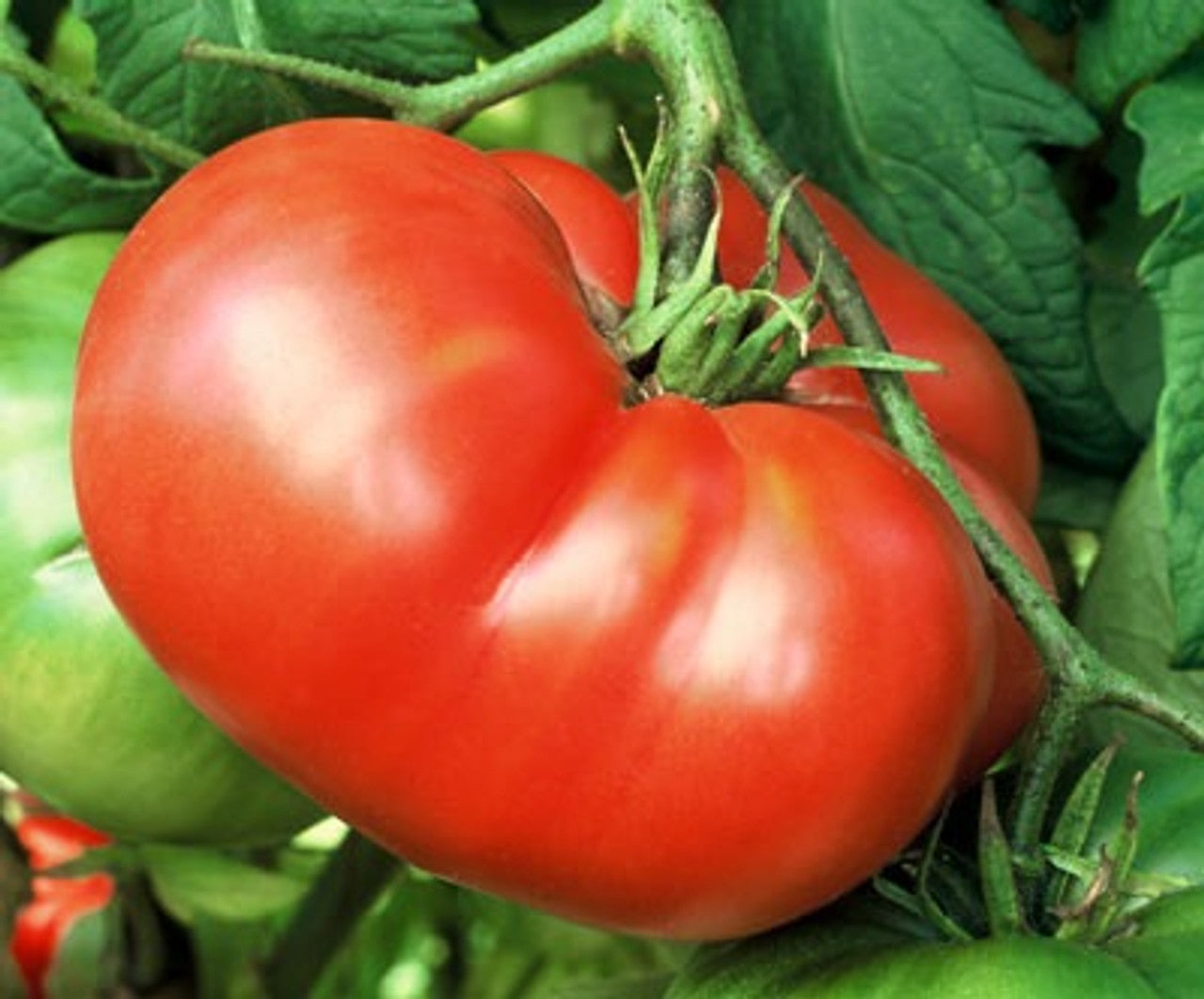 Mortgage Lifter Tomato Seeds
