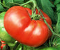 Mortgage Lifter Tomato Seeds
