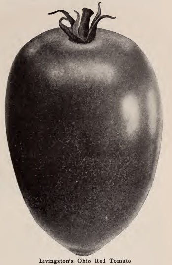 Livingston's Ohio Red Tomato Seedling