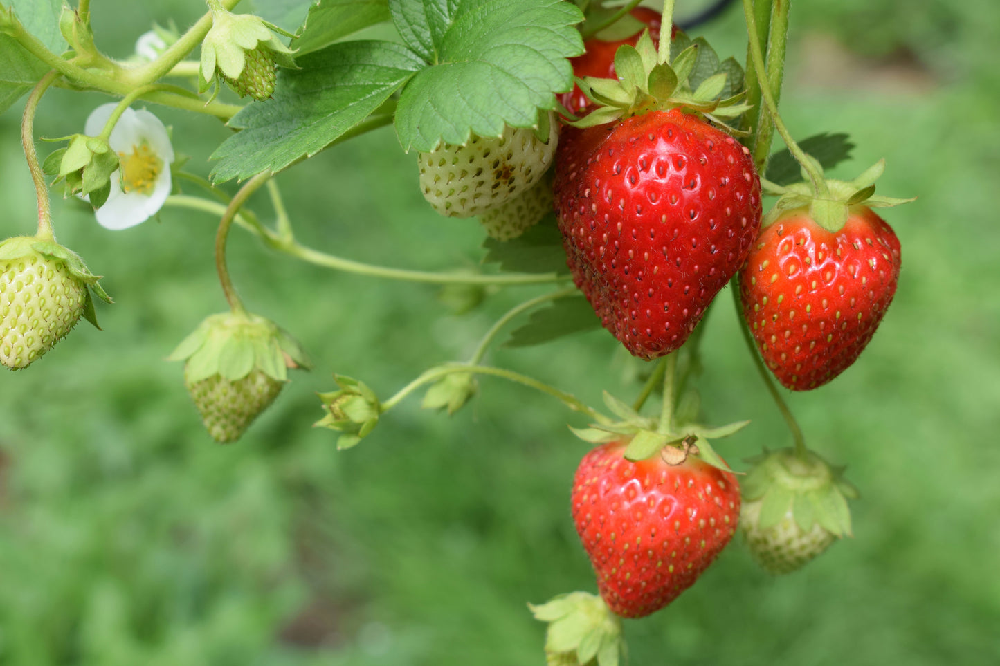 Seascape Everbearing Strawberry Plant