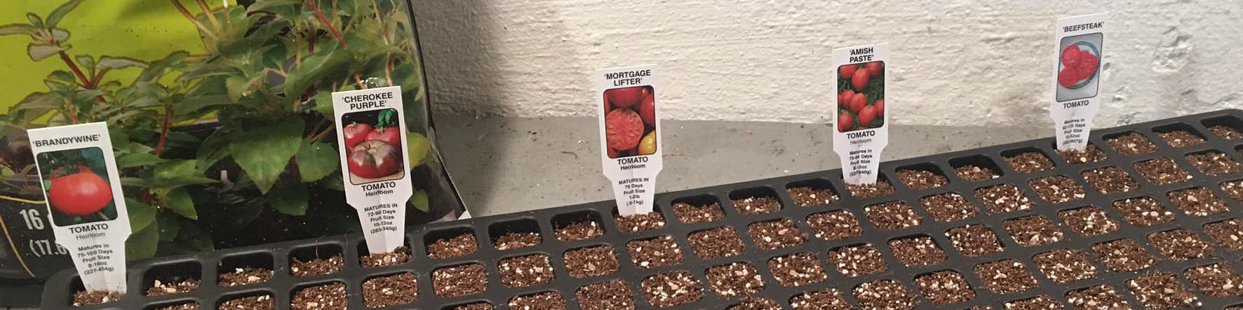 Seedling tray with small plants and seed packets on a concrete floor.