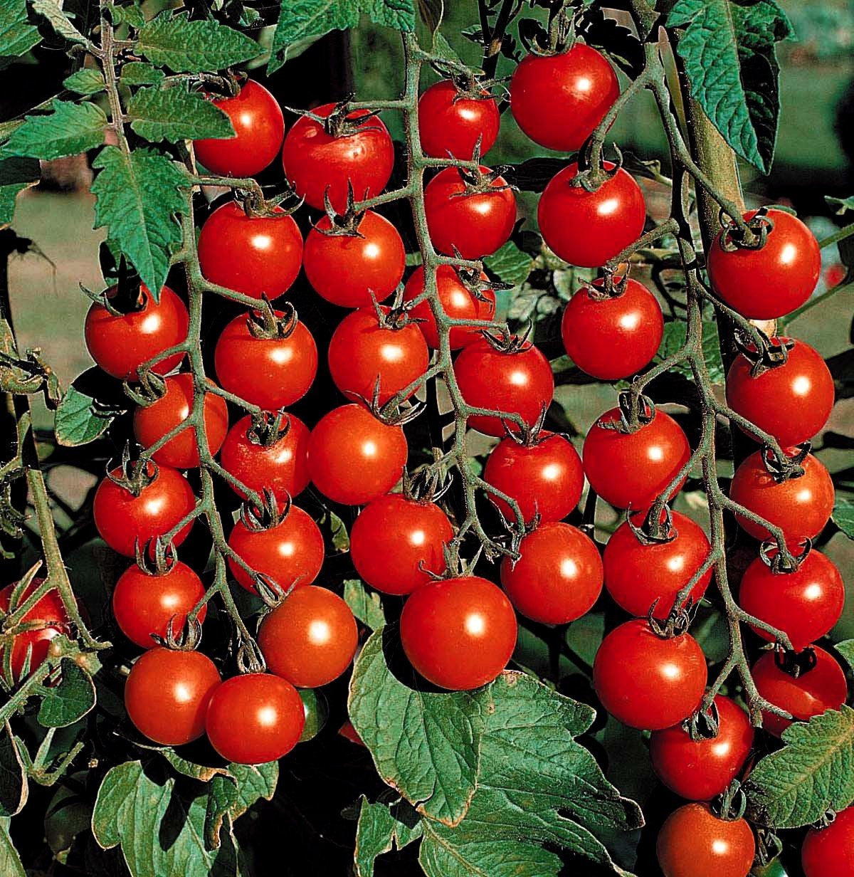 Supersweet 100 Cherry Tomato Seedling