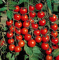 Supersweet 100 Cherry Tomato Seedling
